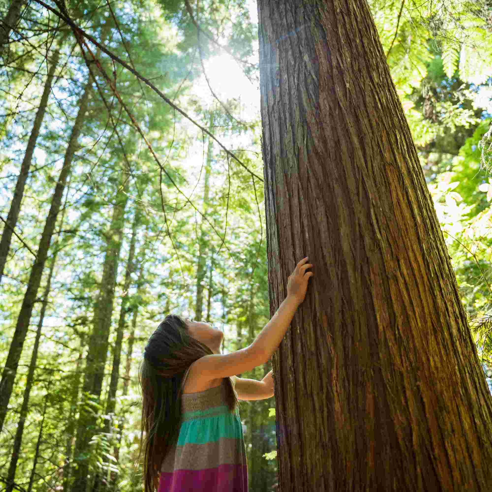 https://img.apmcdn.org/5a2e65dcfffd80b5fe6cbcbaebfe7b5cb28687e4/square/32a225-20190716-trees.jpg