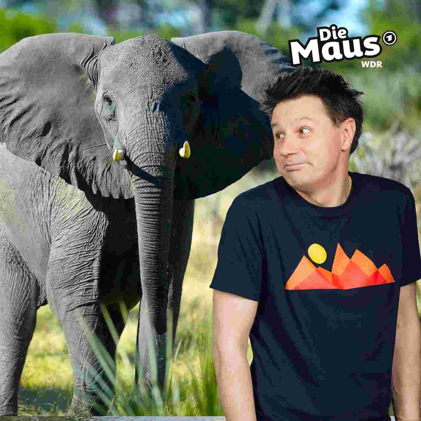https://kinder.wdr.de/radio/diemaus/audio/diemaus-60/elefant-332~_v-Podcast.jpg