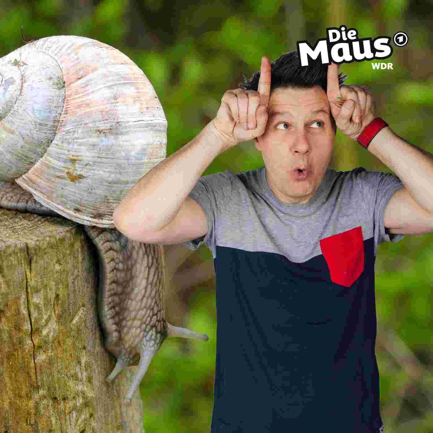 https://kinder.wdr.de/radio/diemaus/audio/diemaus-60/schnecke-112~_v-Podcast.jpg