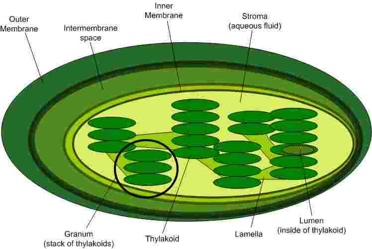 https://static.libsyn.com/p/assets/4/a/7/7/4a7720a4d9a797d516c3140a3186d450/Chloroplast-new.jpg