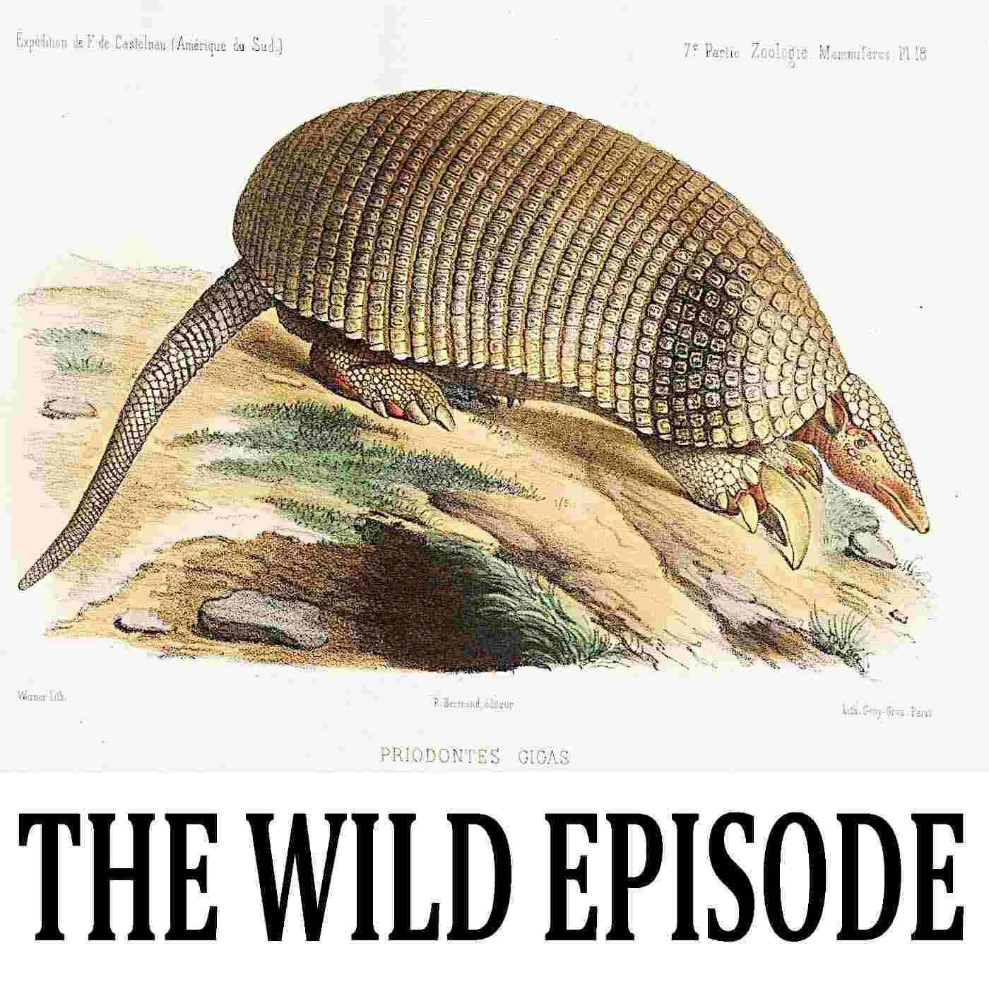 https://static.libsyn.com/p/assets/6/0/0/7/60071d33e037b74616c3140a3186d450/110_giant_armadillo.jpg