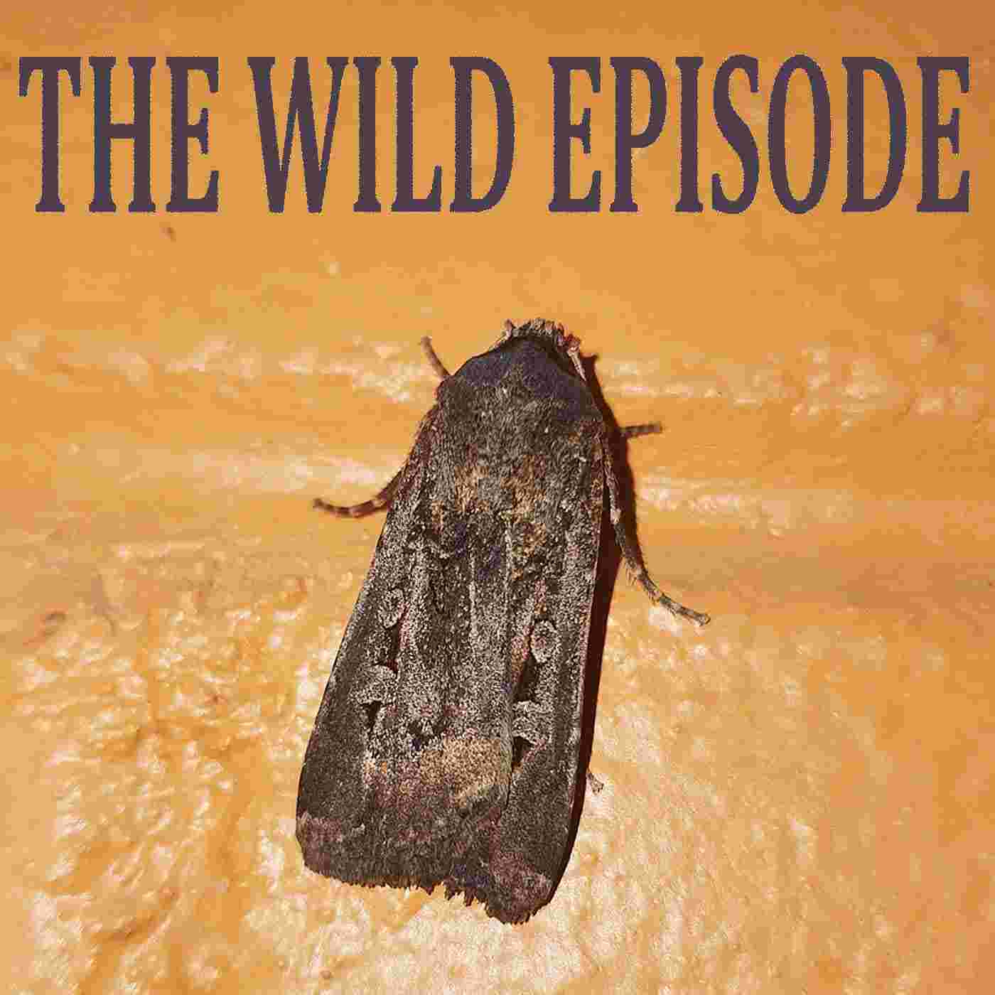 https://static.libsyn.com/p/assets/7/9/d/d/79dd5abe3db4bb1816c3140a3186d450/113_bogong_moth.jpg