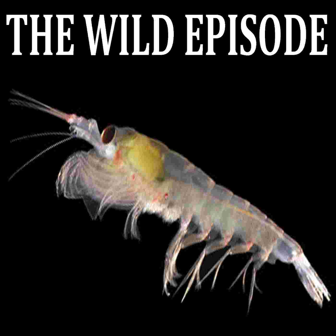 https://static.libsyn.com/p/assets/8/5/b/3/85b34357d72d6470e55e3c100dce7605/88_antarctic_krill.jpg