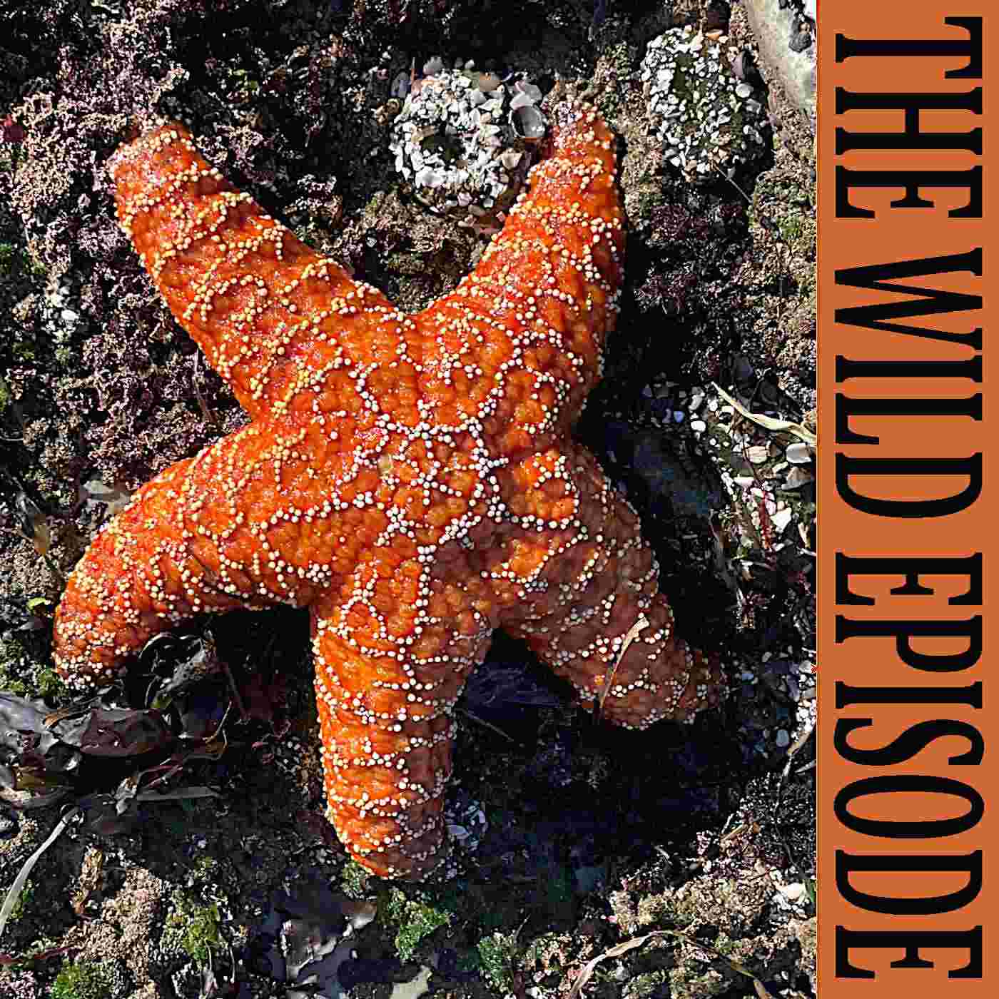 https://static.libsyn.com/p/assets/b/8/e/0/b8e022c04c6d22d216c3140a3186d450/107_ochre_sea_star.jpg