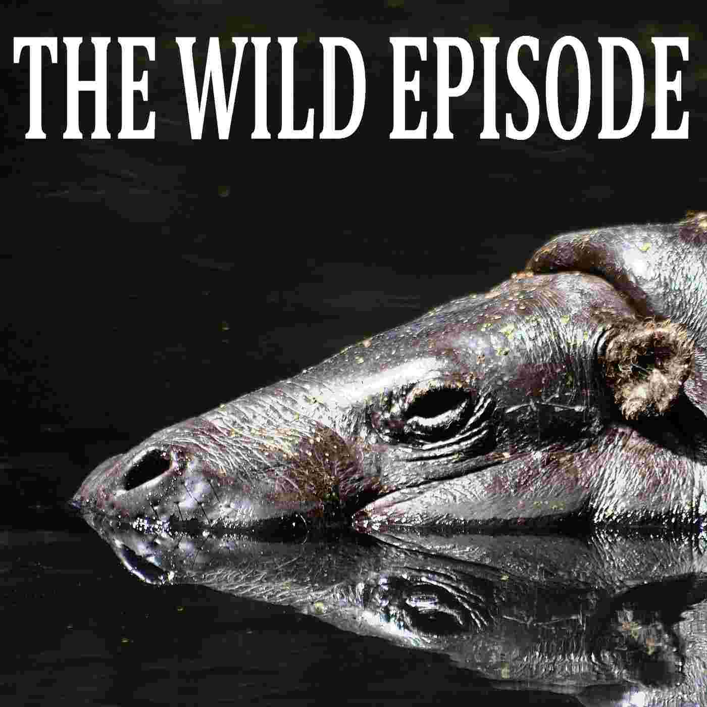 https://static.libsyn.com/p/assets/d/a/4/e/da4e5ded2ad09a37d959afa2a1bf1c87/106_pygmy_hippo.jpg