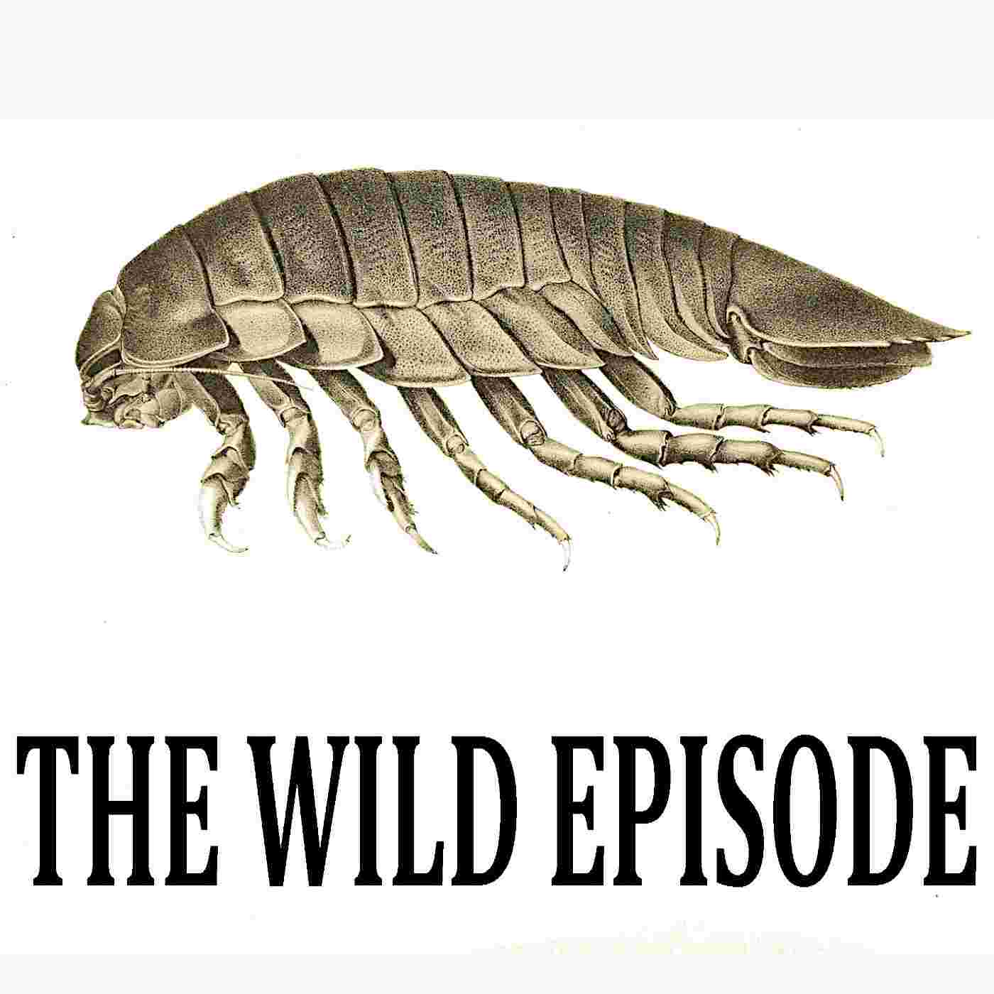 https://static.libsyn.com/p/assets/d/f/9/5/df95936b25f774eed959afa2a1bf1c87/112_giant_isopod.jpg