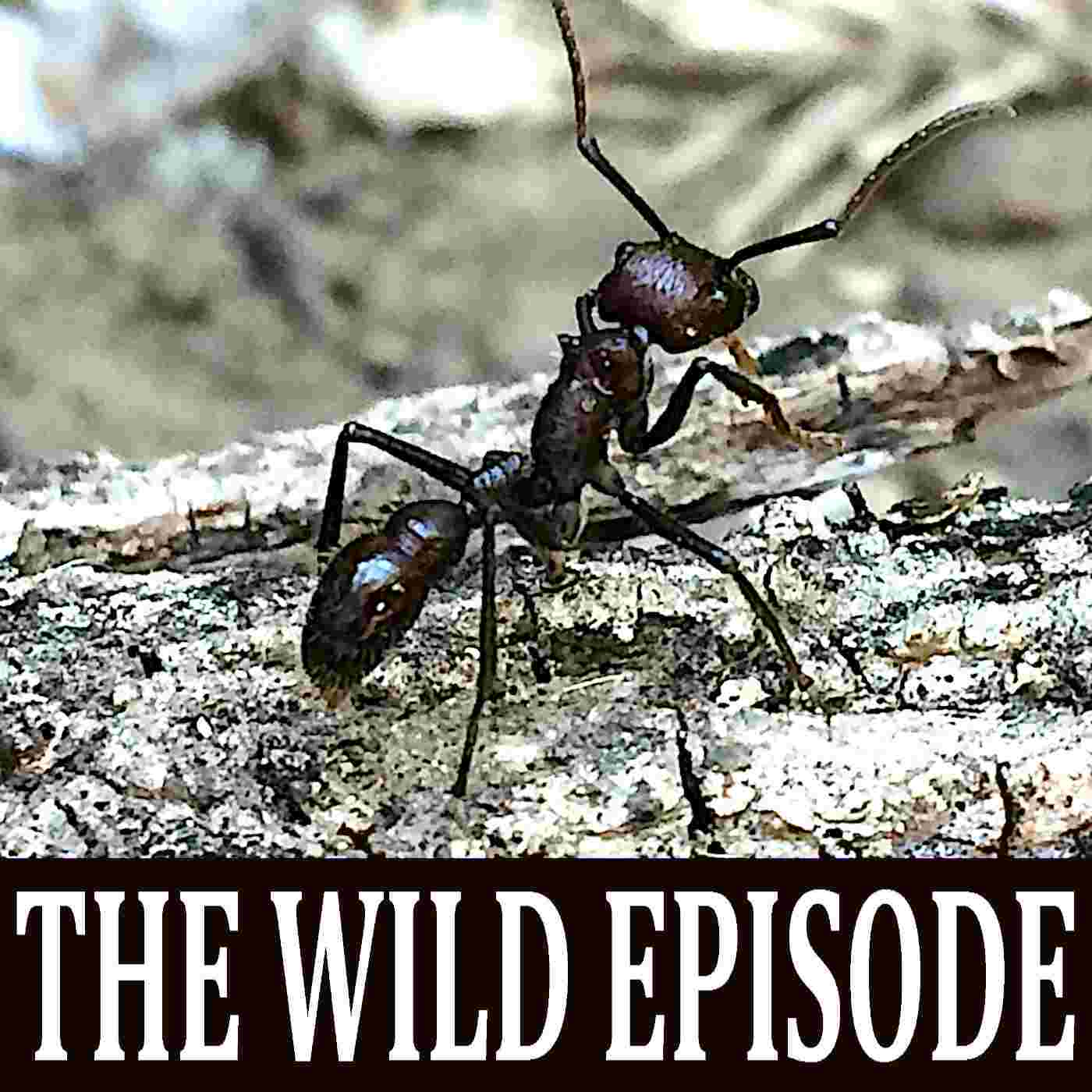 https://static.libsyn.com/p/assets/e/b/a/7/eba754f0a5f5957be55e3c100dce7605/103_bullet_ant.jpg