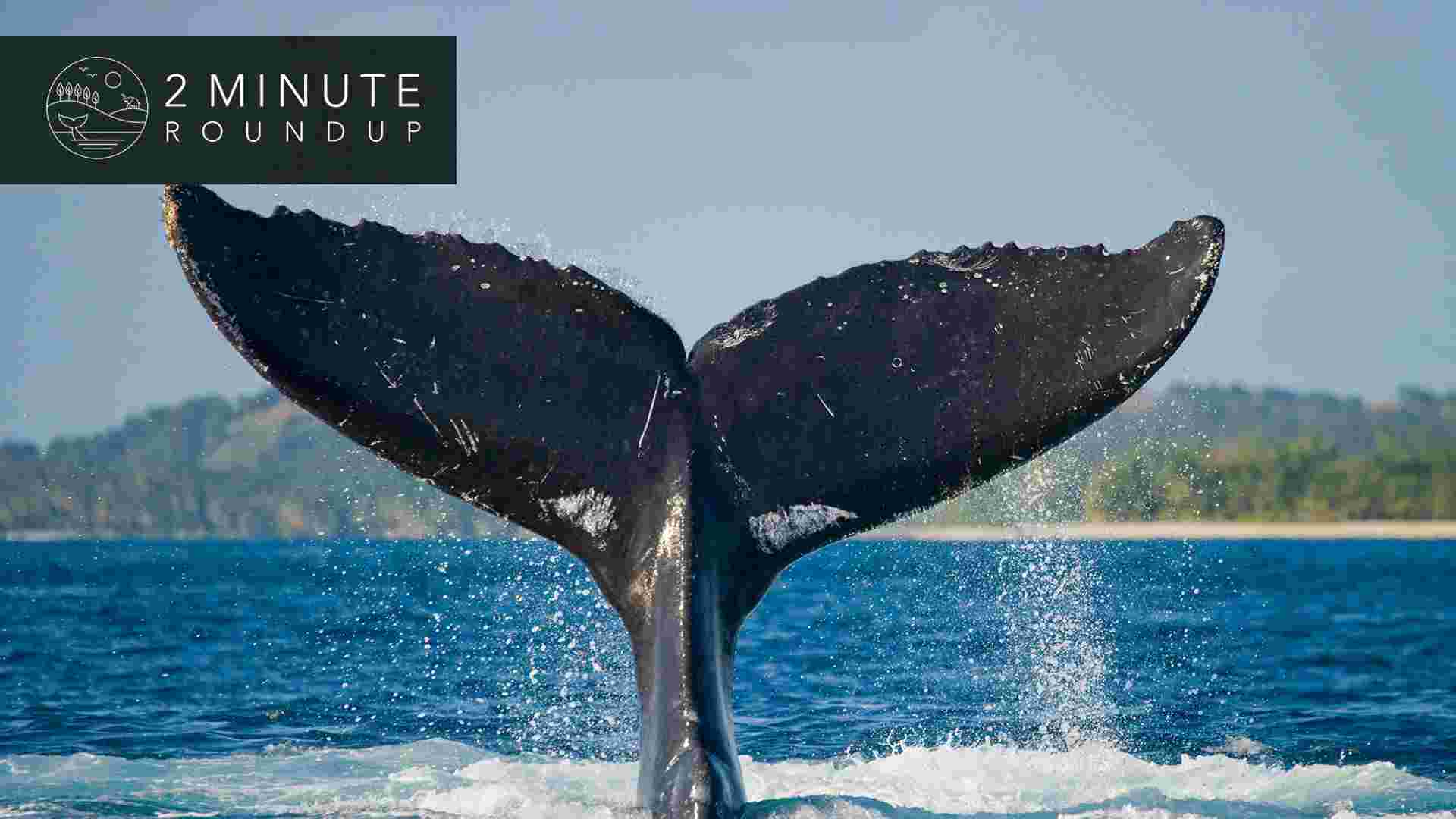 https://www.earthtouchnews.com/media/1950069/2017-10-16-roundup-whaletail-web.jpg