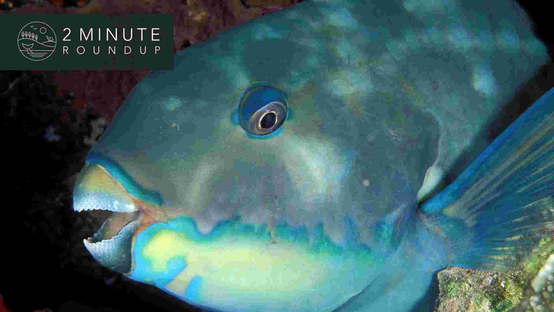 https://www.earthtouchnews.com/media/1950270/2017-11-20-roundup-parrotfish-web.jpg