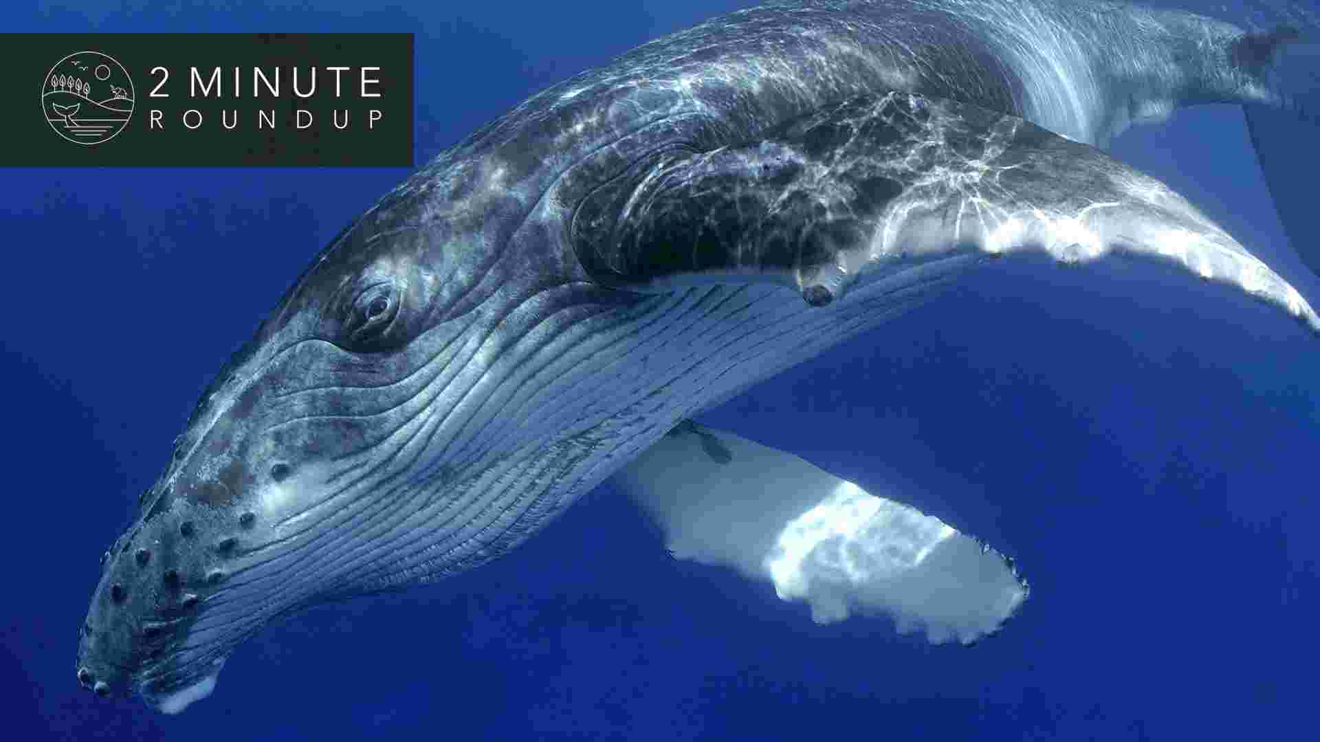https://www.earthtouchnews.com/media/1950352/2017-11-27-roundup-humpback-web.jpg