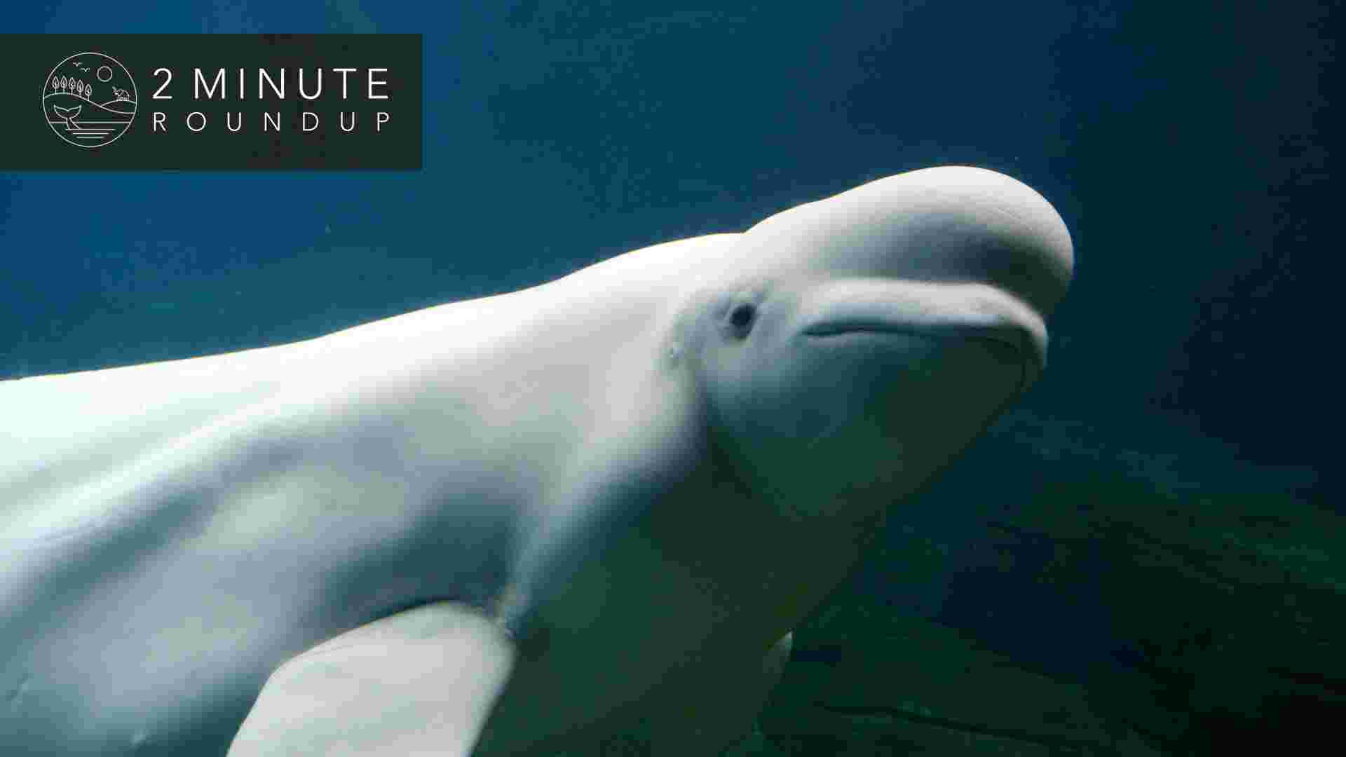 https://www.earthtouchnews.com/media/1950392/2017-12-04-roundup-beluga-web.jpg