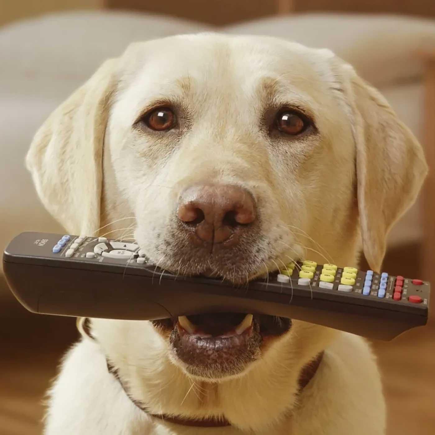 https://animalradio.com/images/DogRemote1400.jpg