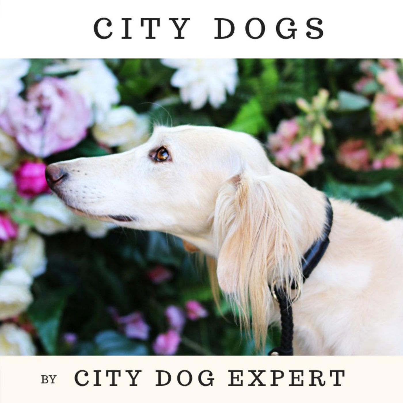 https://assets.podomatic.net/ts/a9/27/d5/citydogexpert/1400x1400_14676930.jpg
