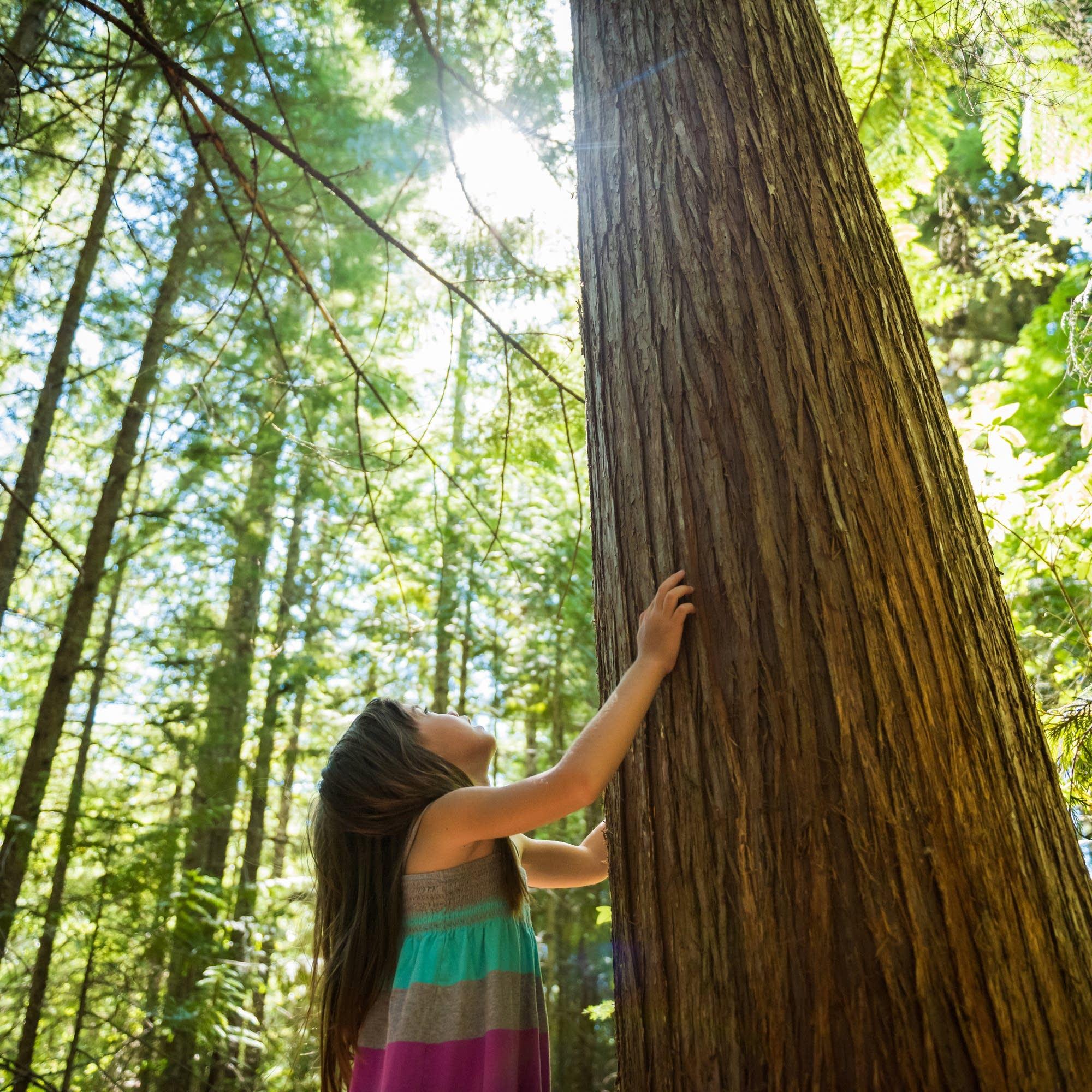 https://img.apmcdn.org/5a2e65dcfffd80b5fe6cbcbaebfe7b5cb28687e4/square/32a225-20190716-trees.jpg