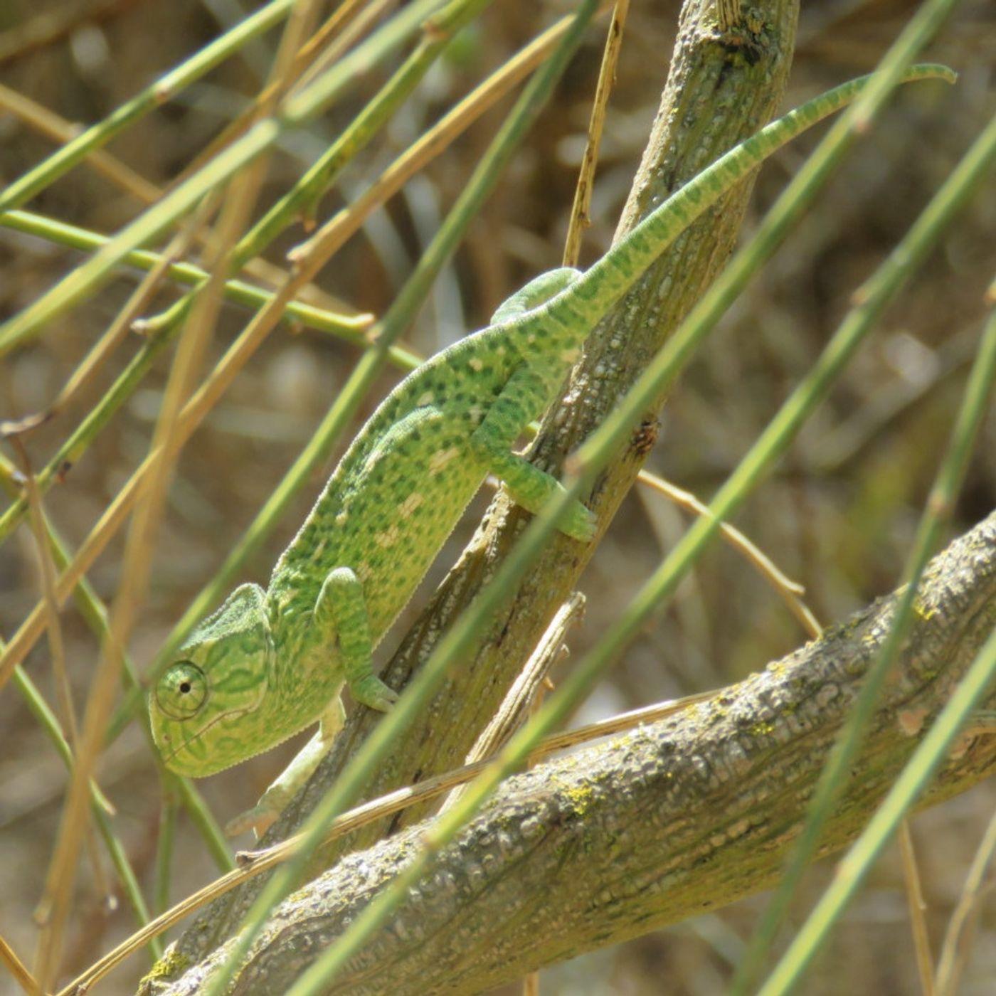 https://media.rss.com/el-atlas-de-la-biodiversidad/cover_70feca0ffa889aeb25d741784ed164ab.jpg