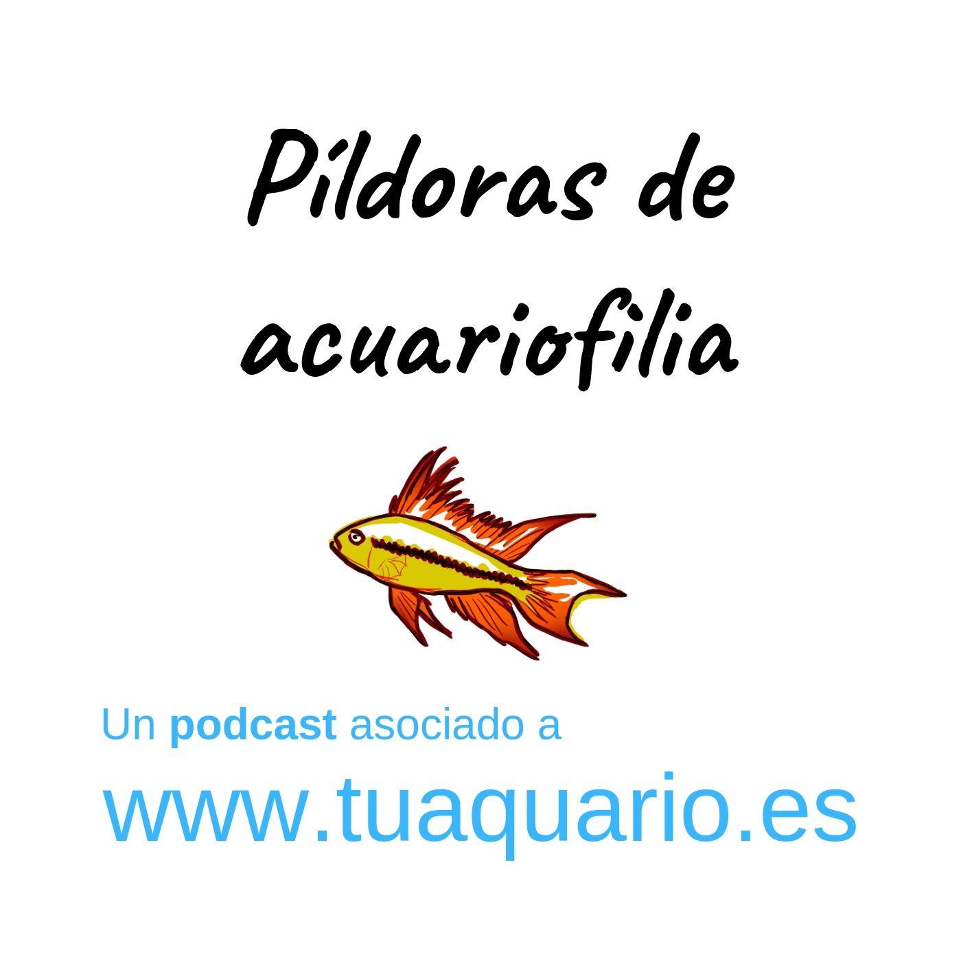 https://media.rss.com/pildoras-acuariofilia/cover_63fd413fec7a0bd478dde22a5566f8a6.jpg