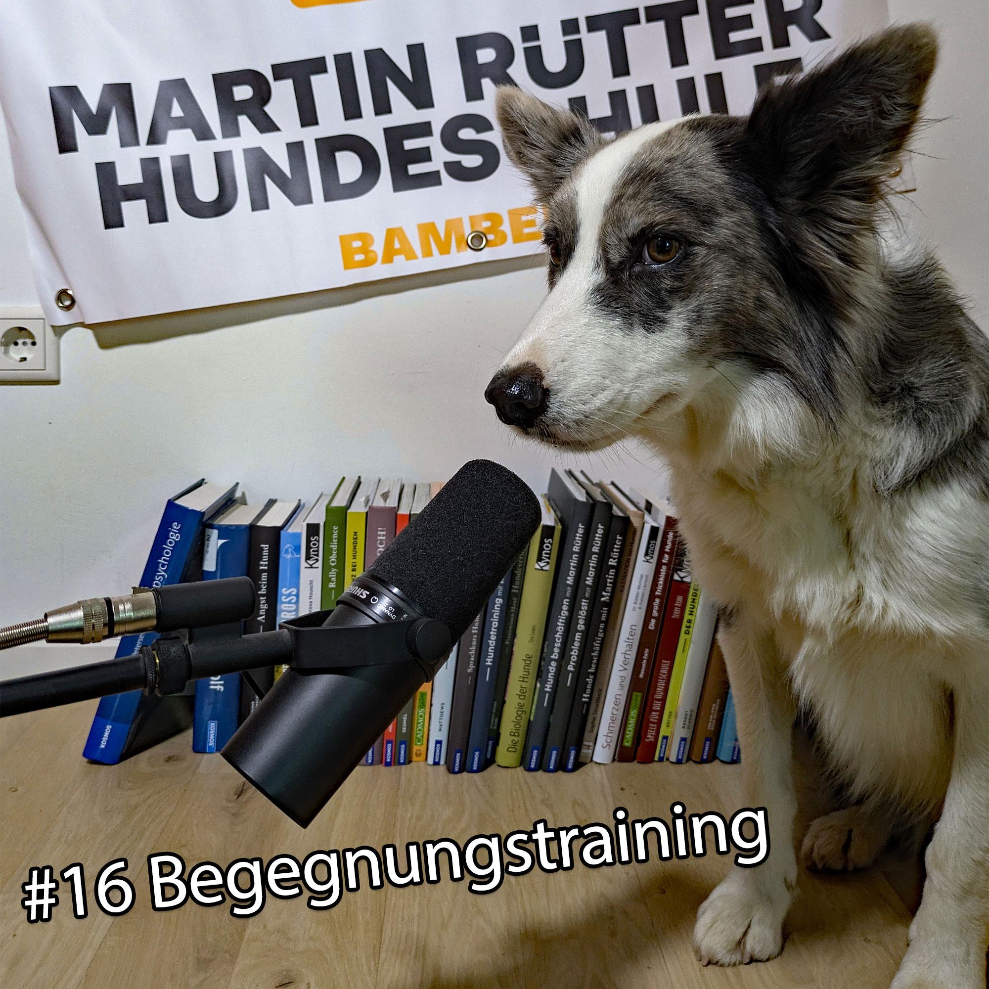https://pawcast.podcaster.de/pawcast/logos/Episode16.jpg
