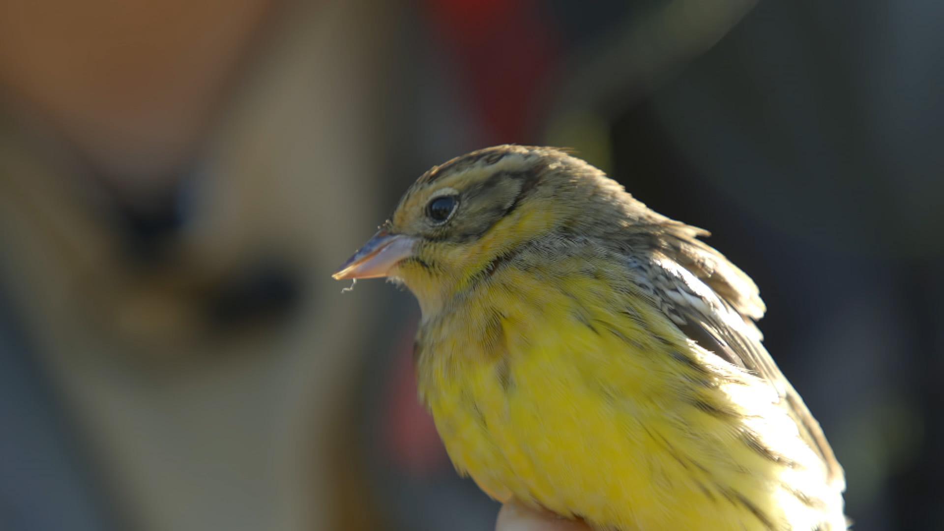 https://podcast.rthk.hk/podcast/media/tv_biodiversityinmagazine2/NATUCT2023M06600010_upload.jpg