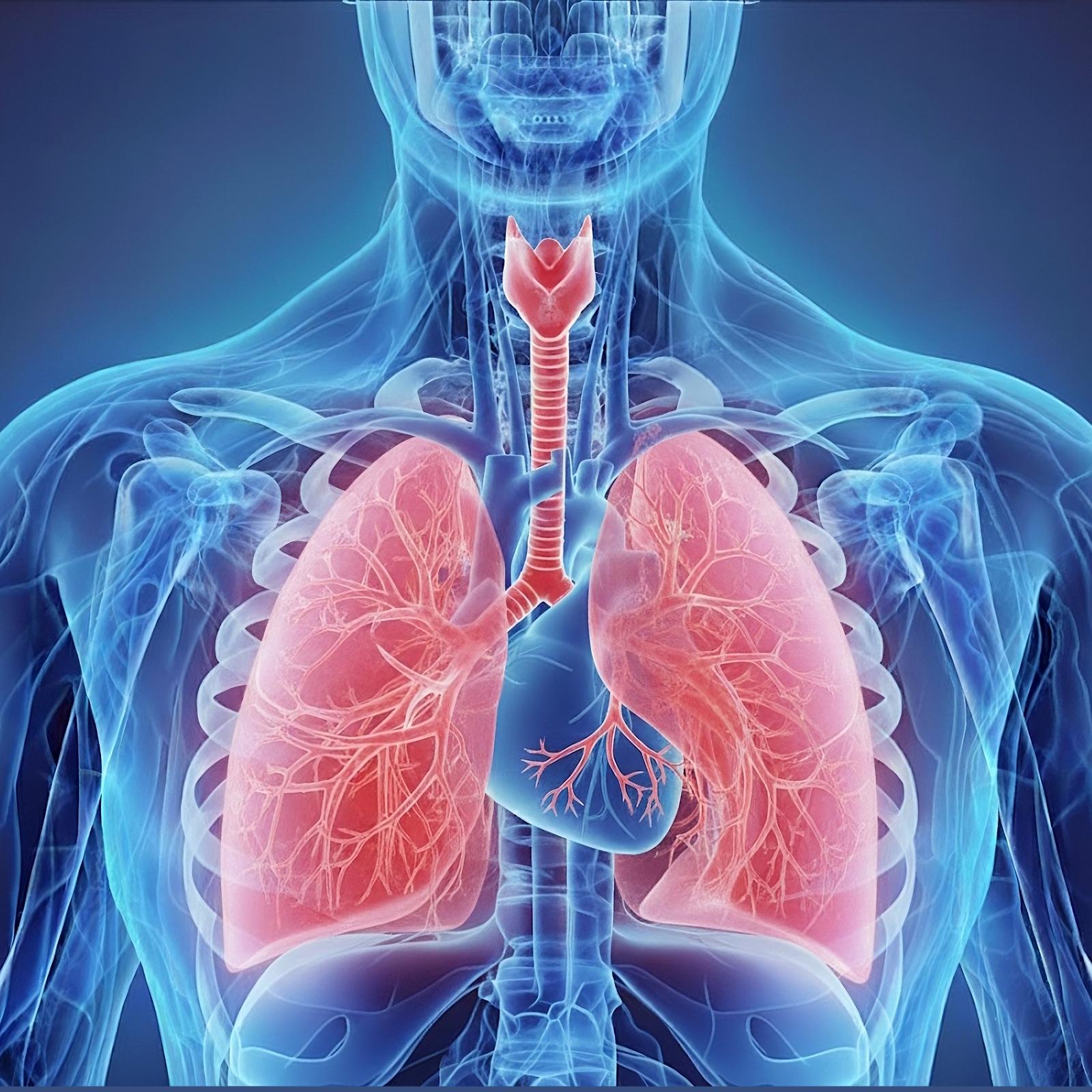 https://reviewmcat.com/wp-content/uploads/2025/09/Respiratory-System-1600x1600-1.jpg