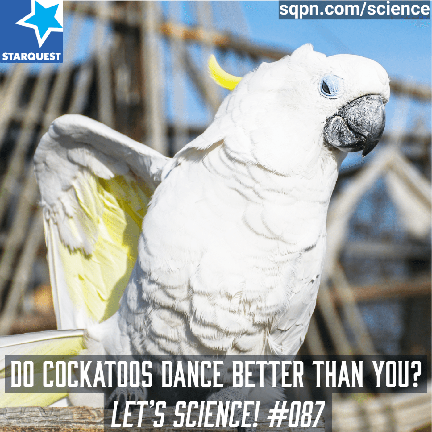 https://sqpn.com/wp-content/uploads/2025/08/SCI087-SQ.png