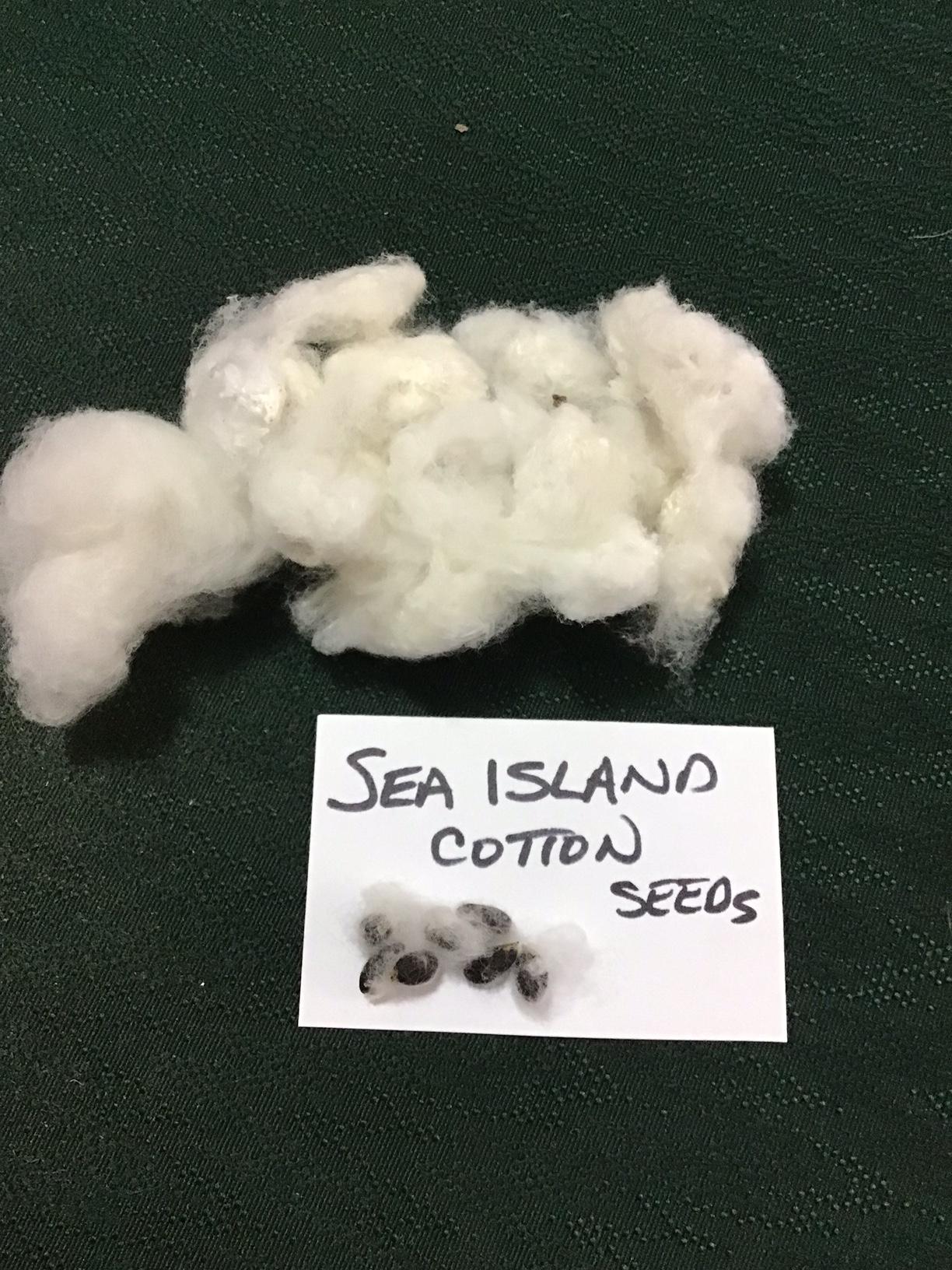 https://static.libsyn.com/p/assets/3/7/2/d/372d4a2f83b4960727a2322813b393ee/cotton_seeds.jpg