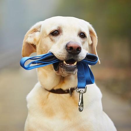 https://static.libsyn.com/p/assets/7/4/7/5/7475456e0142be1a16c3140a3186d450/dogwithleash.jpg