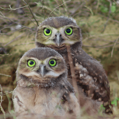 https://www.childrenshour.org/wp-content/uploads/2025/05/Owls-Cover-.png