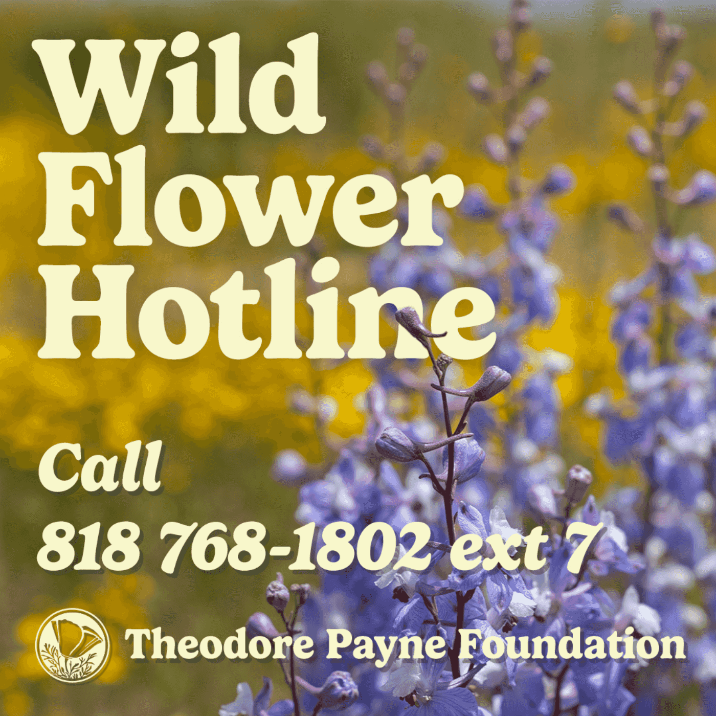 https://media.rss.com/wildflowerhotline/ep_cover_20240524_040550_4e8c78dcedf9d14773194bd15f1e1d6c.png